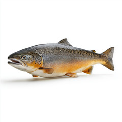 Obraz premium Atlantic salmon fish isolated on a white background. Fresh seafood concept, healthy nutrition, fishing industry, aquaculture, marine life, and food ingredients.