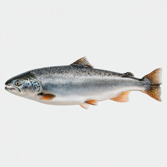 Obraz premium Atlantic salmon fish isolated on a white background. Fresh seafood concept, healthy nutrition, fishing industry, aquaculture, marine life, and food ingredients.