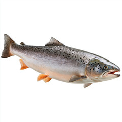Obraz premium Atlantic salmon fish isolated on a white background. Fresh seafood concept, healthy nutrition, fishing industry, aquaculture, marine life, and food ingredients.