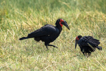 Two large Southern ground hornbills looking for food on a wetland near Khwai, Botswana © adamikarl