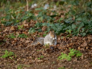 Fototapeta premium squirrel in the forest