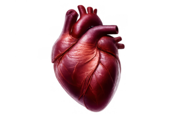 Human heart organ anatomy with major arteries and veins for medical, health, and biology concepts, on transparent background