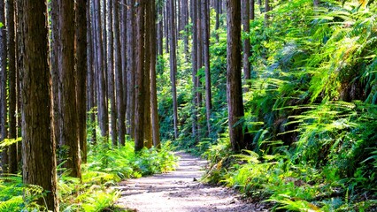 Obraz premium 熊野古道,Kumano Kodo Pilgrimage Route