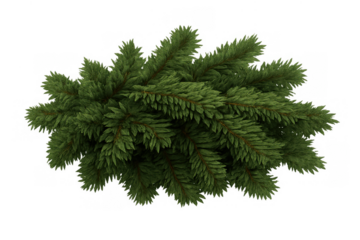 Fir branches creating a festive evergreen evergreen foliage with needles for christmas and winter season design elements