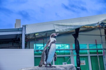 青空バックにお立ち台でポーズするフンボルトペンギン © Scott Mirror