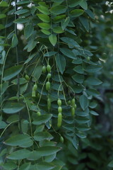 Green seed pods of the Japanese pagoda tree (Styphnolobium japonicum) on branches Kyoto, Japan