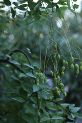Green seed pods of the Japanese pagoda tree (Styphnolobium japonicum) on branches Kyoto, Japan