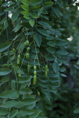 Green seed pods of the Japanese pagoda tree (Styphnolobium japonicum) on branches Kyoto, Japan