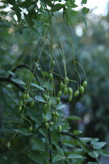 Green seed pods of the Japanese pagoda tree (Styphnolobium japonicum) on branches Kyoto, Japan