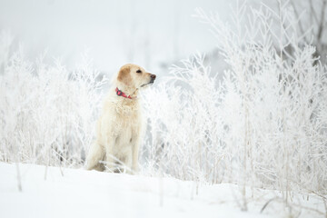 Large breed blonde dog looking to the right in the winter in snow