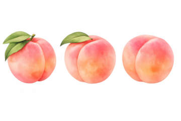 Watercolor peaches illustration showing three sweet ripe summer fruits with green leaves and a transparent background
