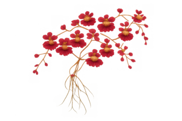 Red oncidium flowers blooming on delicate stems, creating a vibrant botanical flourish with a transparent background
