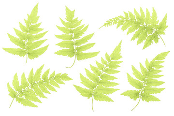 Green fern leaves set on transparent background simulating natural foliage for botanical design elements