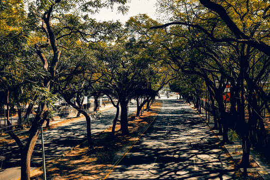 &aacute;rbol, carretera, aparcar, oto&ntilde;al, bosque, naturaleza, paisaje, camino, caer, callejuela, primavera, ciclos, campestre, calle, hojas, c&eacute;sped, amarilla, campesina, follaje, madera, al aire libre, aveni