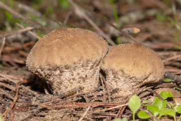 Curiosa forma de soltar las esporas de estas P&yacute;chavkas obecn&aacute; (Lycoperdon perlatum)