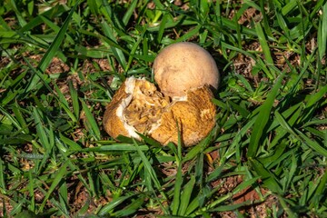 Jenipapo, Genipa americana, beautiful fruits