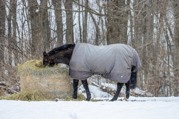Horse eating hay during a snowstorm