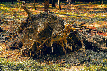 &aacute;rbol, naturaleza, madera, ra&iacute;z, bosque, acu&aacute;tico, sucursal, f&aacute;brica, r&iacute;o, viejo, cielo, paisaje, ambiente, insaturado, azul, logs, al aire libre, cofres, agujero, gemas, herrumbre, caf&eacute;, metal, textu