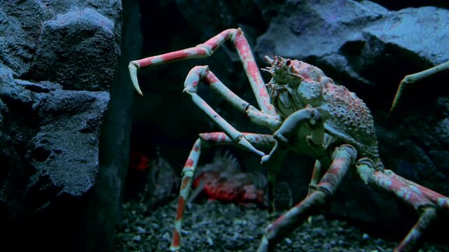 Close up of a giant spider crab underwater near rocky structures. Detailed view of its long legs and spiky carapace in a deep sea environment. Marine life and crustacean photography.