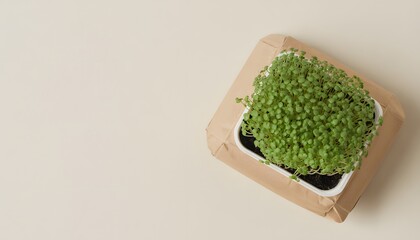 Small Green Plant Growing in Eco-Friendly Packaging with space for text