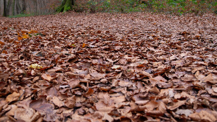 Leaves on the ground in woodland