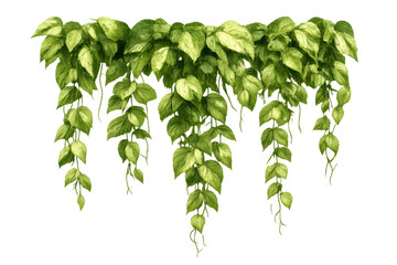 Green hanging pothos plant with trailing vines and variegated foliage, creating a botanical border or decorative element