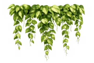 Green hanging pothos plant with trailing vines and variegated foliage, creating a botanical border or decorative element