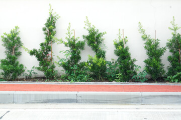Small pine tree in a row along a fence wall in the morning sun. Use it as a background image for posters, websites, or advertisements that require a refreshing look.