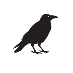 Common Raven &ndash; Facts, Habitat, Behavior, and Intelligence