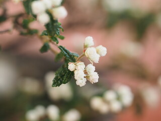 小さな花　天皇梅の花