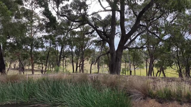 Through (Eucalyptus) Gumtrees Spectacular sky and mountains dramatic escarpments Rural NSW