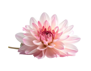 Delicate pink flower blossom with soft petals and transparent background