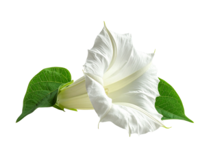 Delicate white flower and green leaves isolated on transparent background