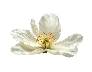 Fototapeta premium Delicate white flower with yellow center isolated on transparent background