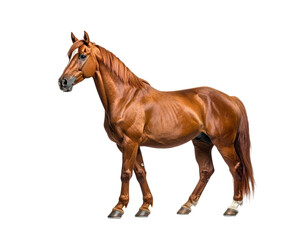 Horse standing isolated transparent background equine mammal vector illustration