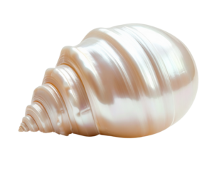 Isolated seashell with transparent background coastal imagery for design