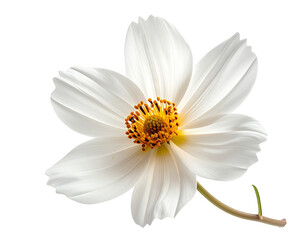 Obraz premium Isolated white daisy flower on transparent background for design