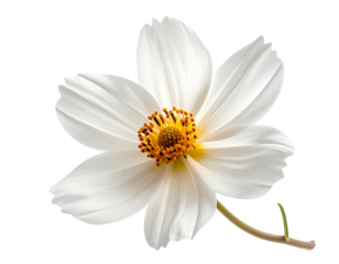 Isolated white daisy flower on transparent background for design