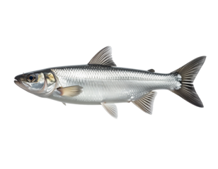 Silver fish illustration on transparent background for design