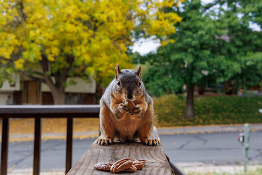 Just trying to get my nut - Powered by Adobe