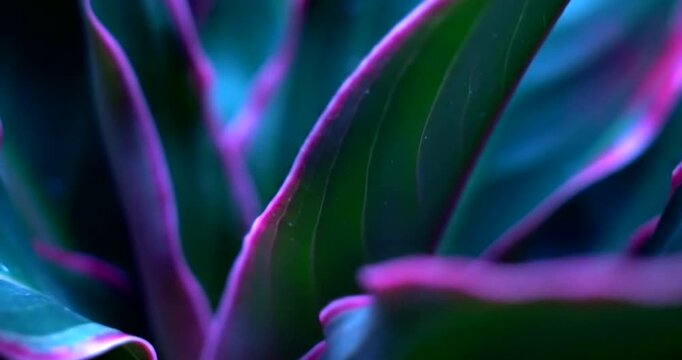 Vibrant Agave Plant Leaves with Neon Purple and Teal Hues, Close-Up Abstract Botanical Background.