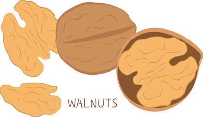 Walnuts Set &ndash; Isolated Food Design