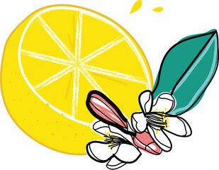 Lemon Half Slice with Flower Bud &ndash; Fresh Fruit Design