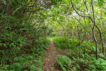 両側が木々に挟まれたジャングルの細い道