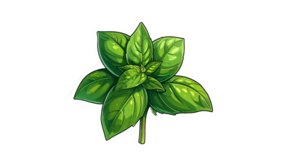 Green Basil Plant Isolated Against Transparent Background Botanical Illustration with Detailed Leaves
