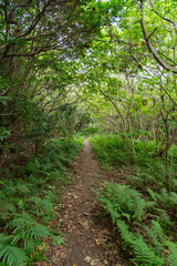 両側が木々に挟まれたジャングルの細い道