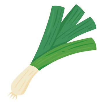 fresh green leek food nature healthy flat color vector illustration template design