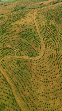 Aerial view of a massive reforestation project