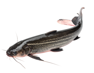 Isolated depiction of a catfish with long whiskers in a transparent background