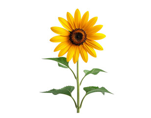 Isolated sunflower illustration on transparent background for design